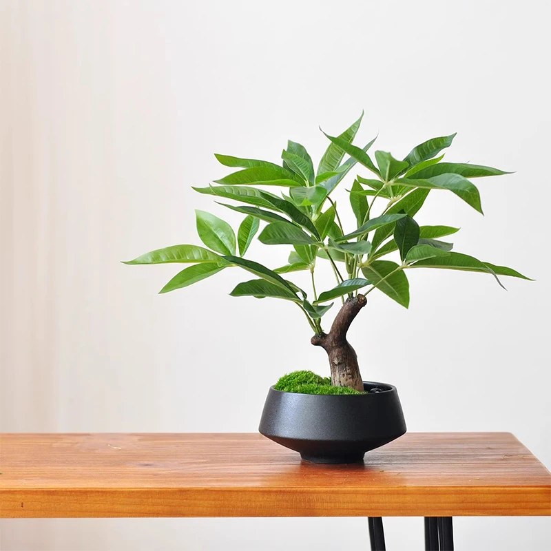 Simulation fake tree bonsai - Image 3