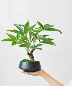 Simulation fake tree bonsai