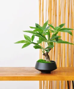 Alternative view of Simulation fake tree bonsai