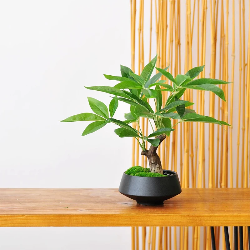 Simulation fake tree bonsai - Image 2